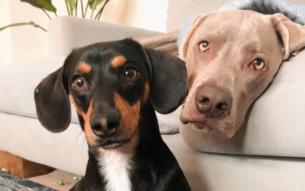 Este cão ganhou um melhor amigo e conseguiu superar a ansiedade