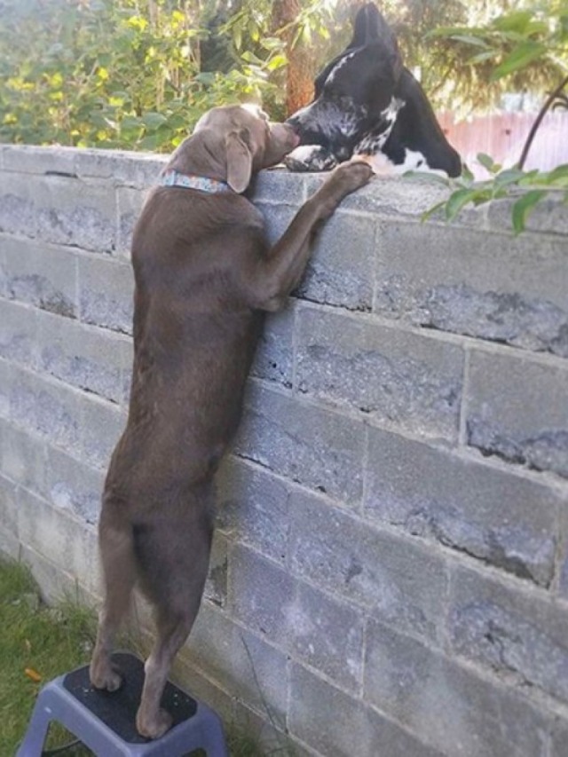 Família improvisa degrau para que cão consiga ver amigos por cima do muro