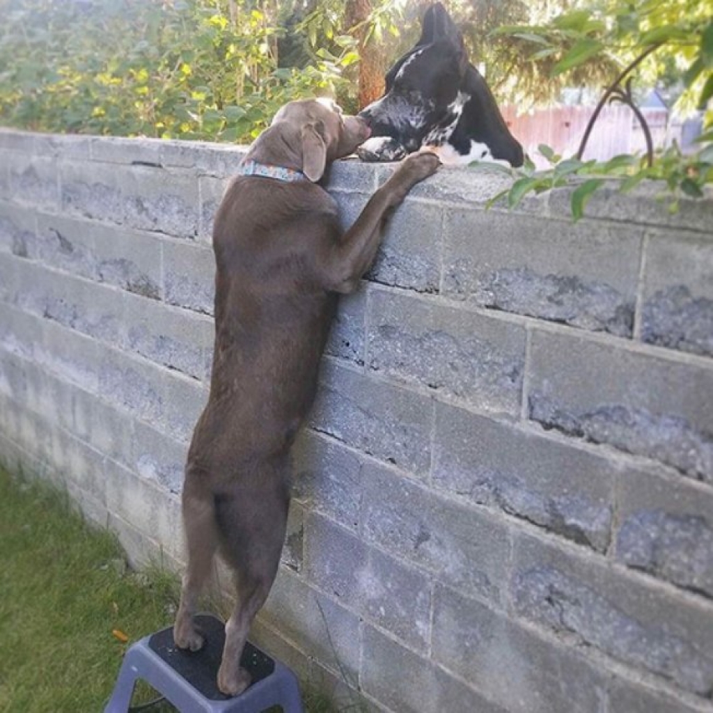 Família improvisa degrau para que cão consiga ver amigos por cima do muro