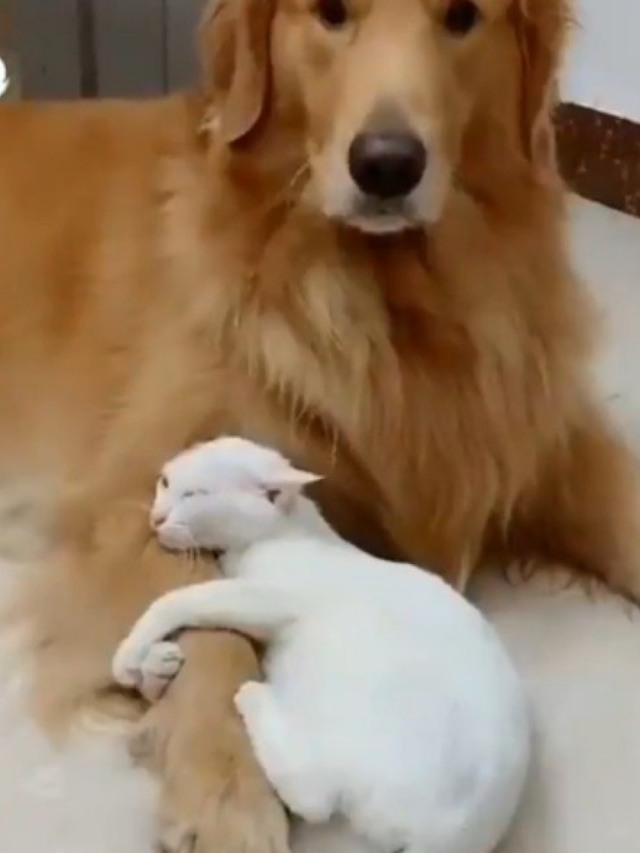 Gatinho não desgruda de cão e cena fofíssima encanta a web; assista