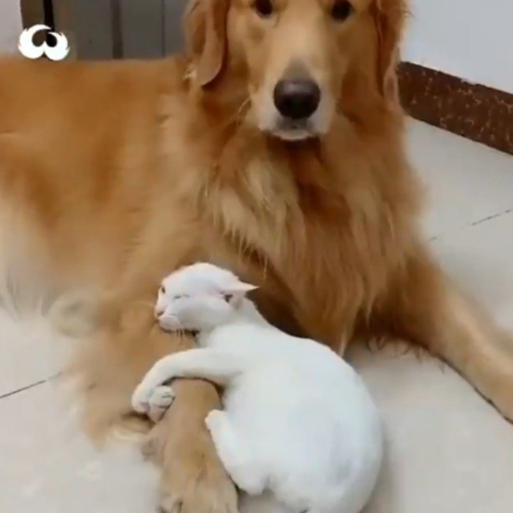 Gatinho não desgruda de cão e cena fofíssima encanta a web; assista