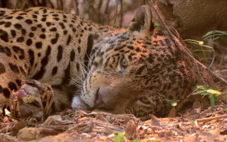 A foto já histórica da onça-pintada vítima dos incêndios no Pantanal