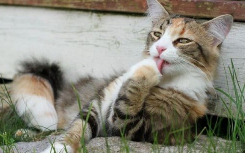 Bola de pelos em gatos: o que são, como eliminar e como evitar