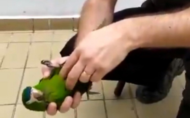 Segurança de metrô ressuscita papagaio eletrocutado com massagem; assista