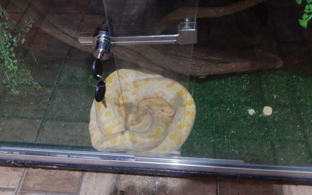 PM multa homem em R$ 8,4 mil por manter 19 cobras e um lagarto exótico em casa PM multa homem em R$ 8,4 mil por manter 19 cobras e um lagarto exótico em casa