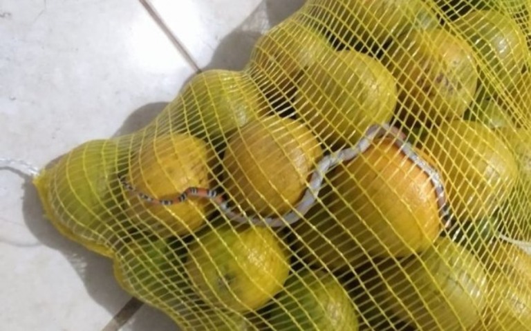 Cliente do Atacadão encontra cobra em saco de laranjas