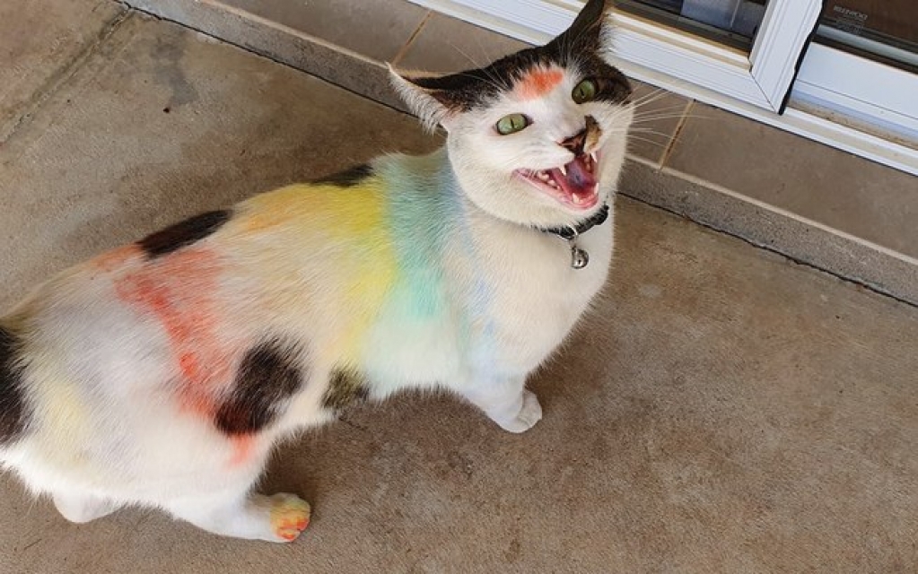 Gatos brincam com desenhos de giz e o resultado deixa donos de cabelo em pé