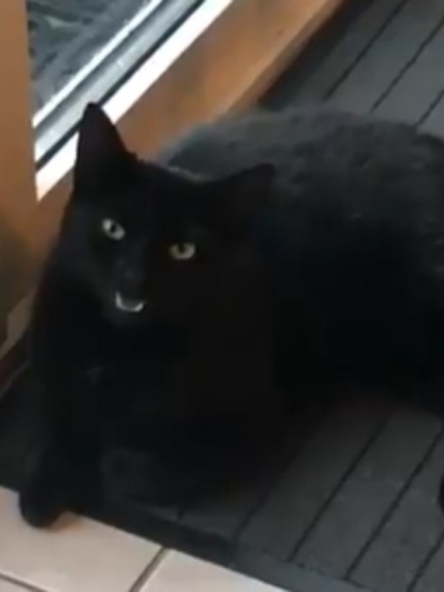 Gato mia de um jeito todo especial e viraliza em vídeo no Twitter