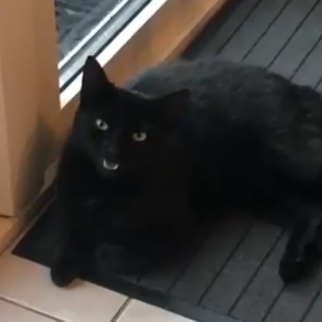 Gato mia de um jeito todo especial e viraliza em vídeo no Twitter