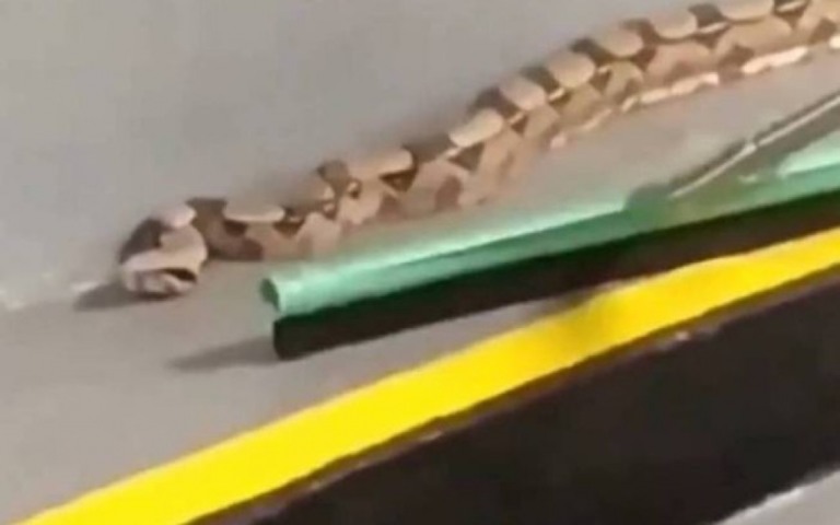 Jiboia é encontrada em estacionamento de shopping e causa espanto