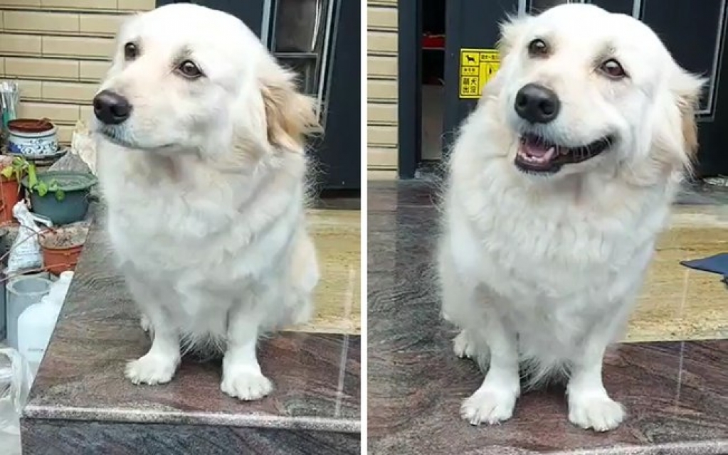 Cachorro faz cara triste para que seu dono não vá trabalhar e viraliza