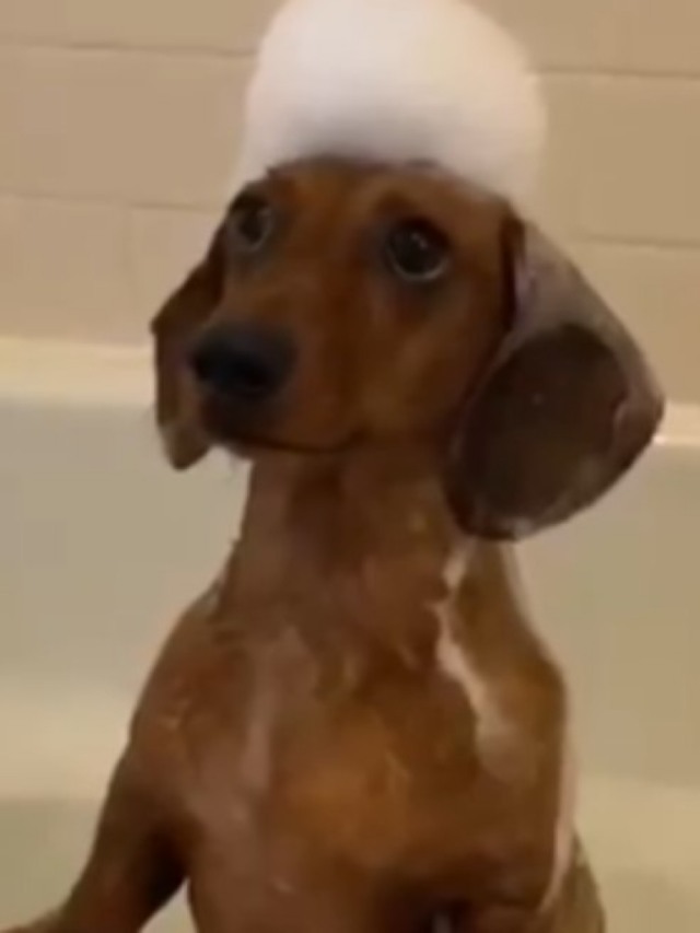 Vídeo de cãozinho tomando banho encanta internautas; assista