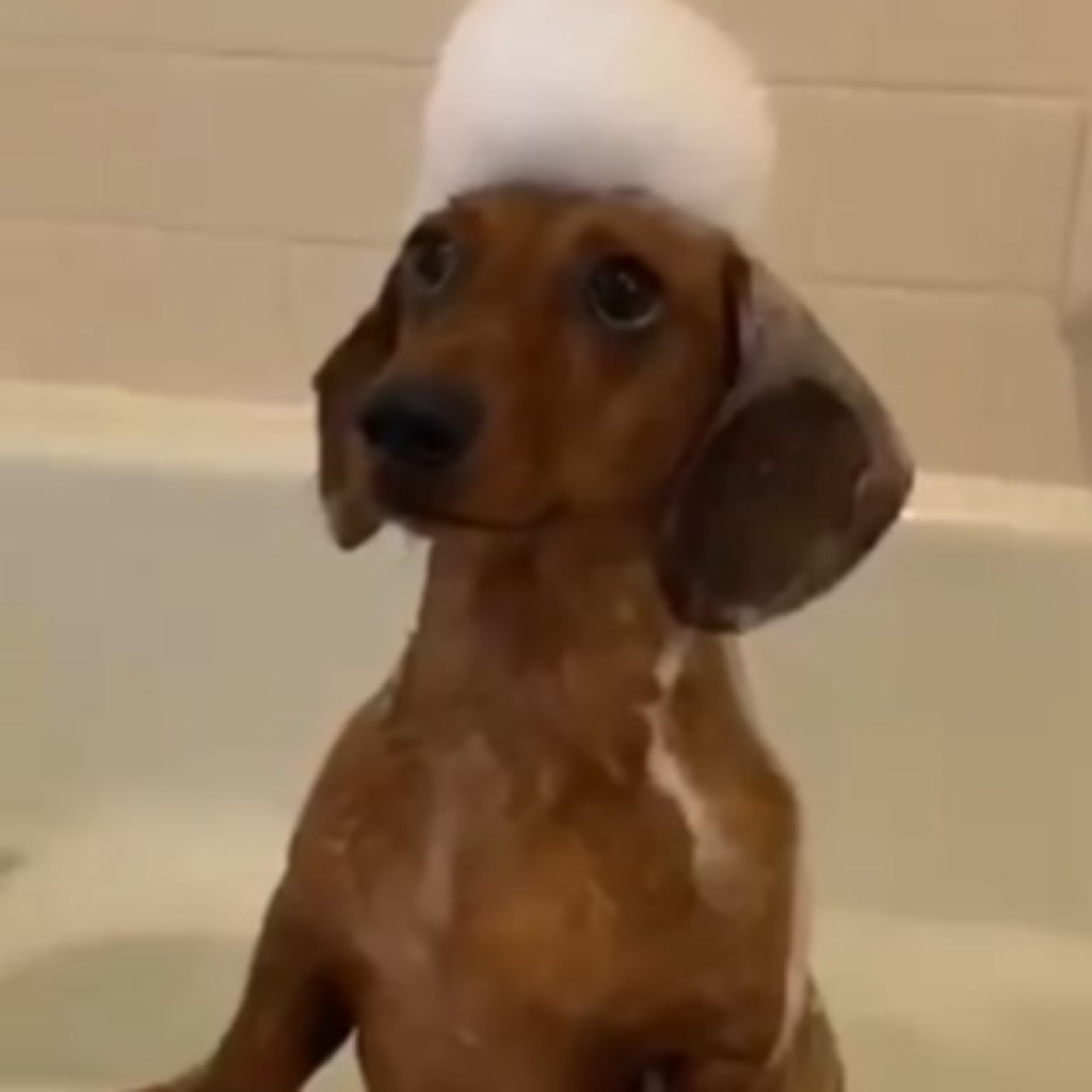 Vídeo de cãozinho tomando banho encanta internautas; assista