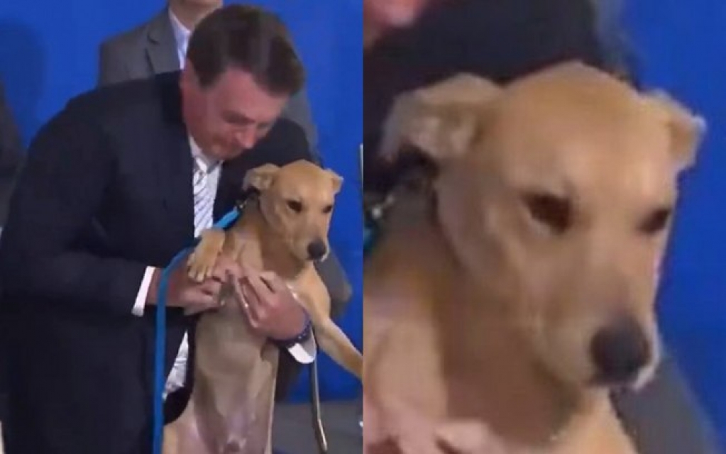 Bolsonaro faz cachorro assinar nova lei e web brinca: "Luisa Mell, salve ele!"