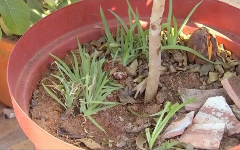 Mulher desconfia que gato tenha morrido ao comer plantas de sementes misteriosas