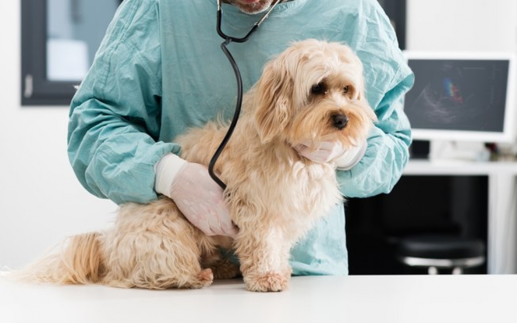 Outubro rosa: câncer de mama também atinge pets. Saiba como prevenir