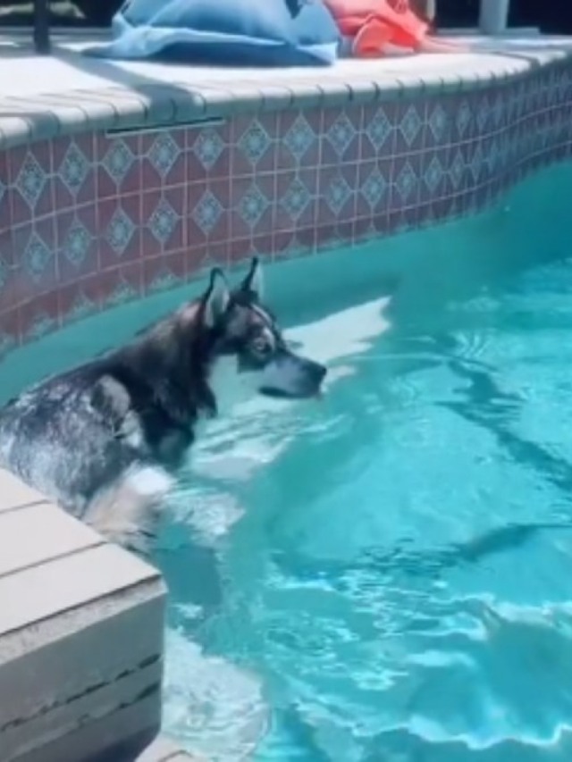 Hilário! Cãozinho se esconde na piscina sempre que apronta