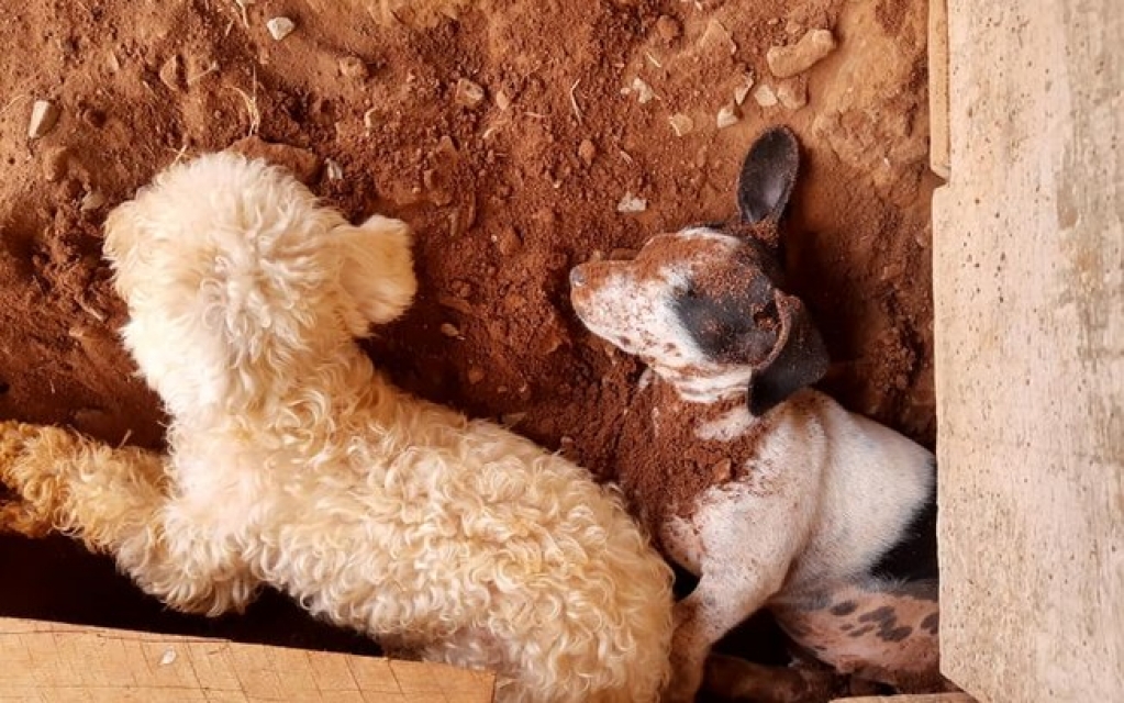 Cãezinhos viralizam por gostar de dormir em um local bem inusitado; veja