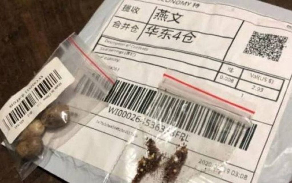 Governo encontra fungos, ácaros e plantas daninhas em sementes misteriosas Governo encontra fungos, ácaros e plantas daninhas em sementes misteriosas