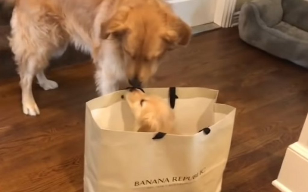 Reação de golden retriever ao ver irmã filhote é fofíssima