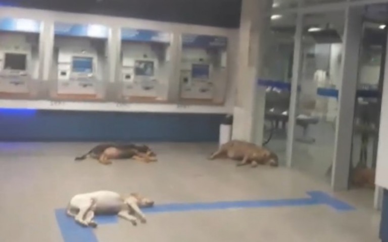 Cães invadem banco com ar-condicionado para escapar de calor de 40ºC Cães invadem banco com ar-condicionado para escapar de calor de 40ºC