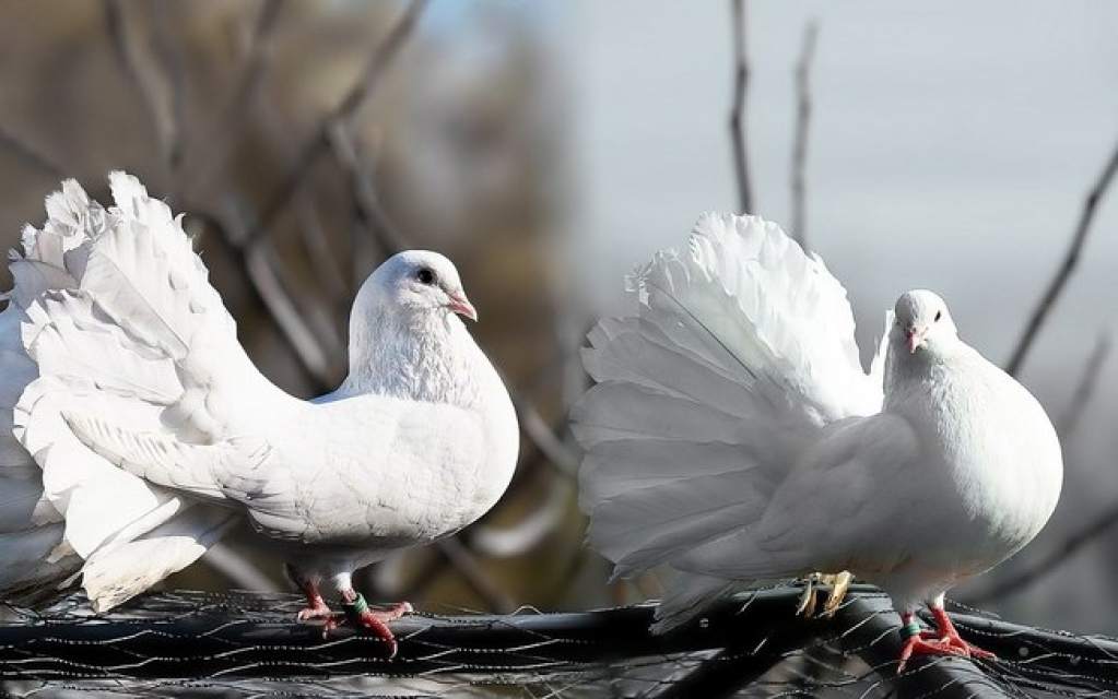 Posso ter um pombo como bicho de estimação? Veterinário tira dúvidas