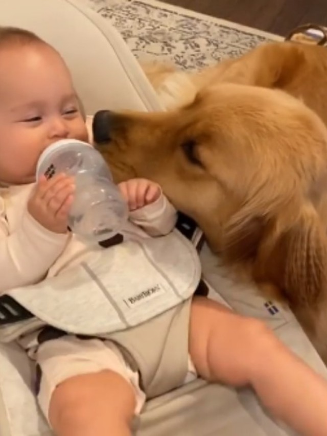 Amizade entre cão e bebê é fofíssima e encanta internautas