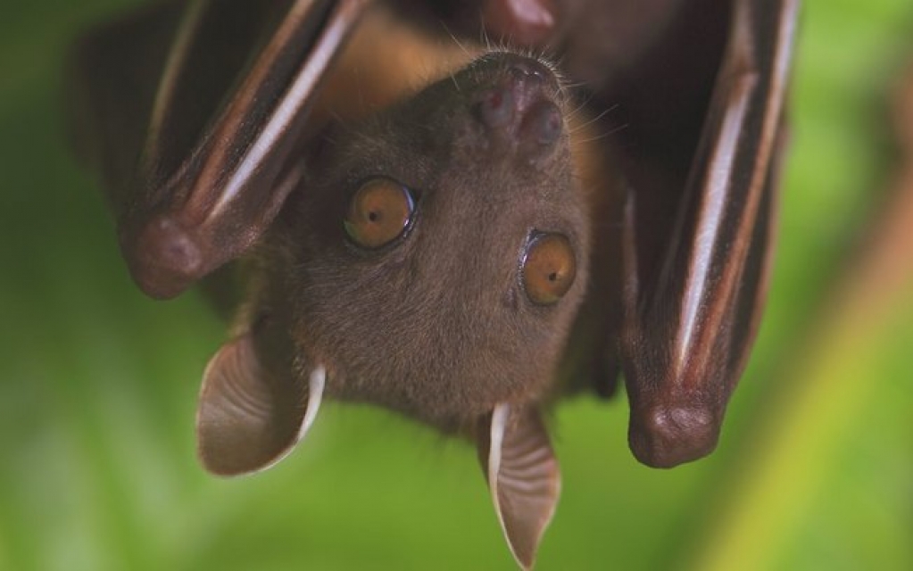 A campanha de cientistas para defender morcegos 'acusados' de originar Covid-19