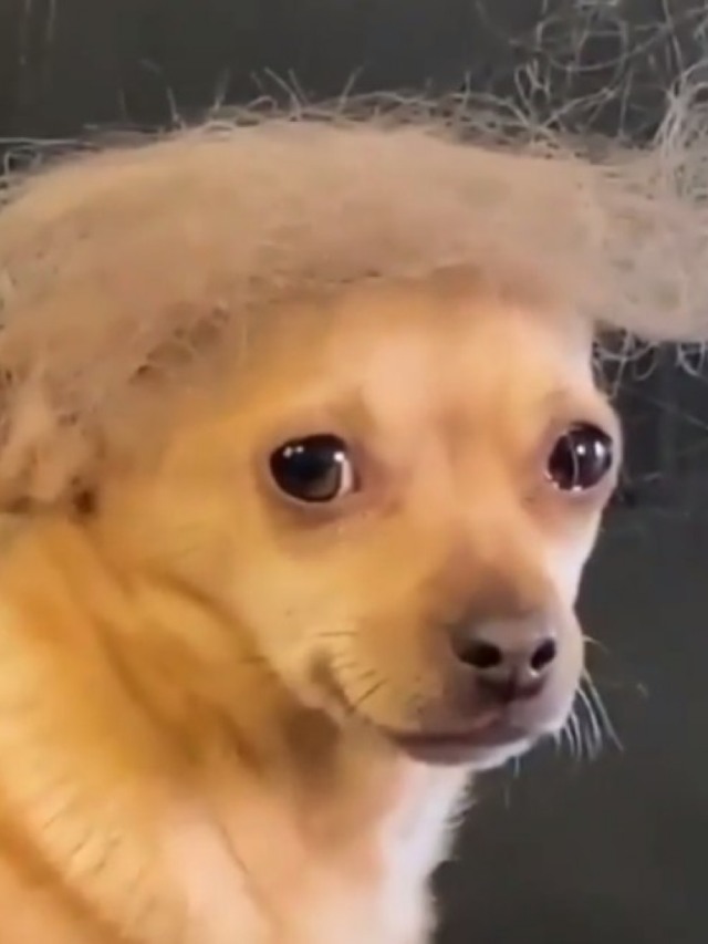 Cãozinho parecido com Donald Trump viraliza em vídeo hilário