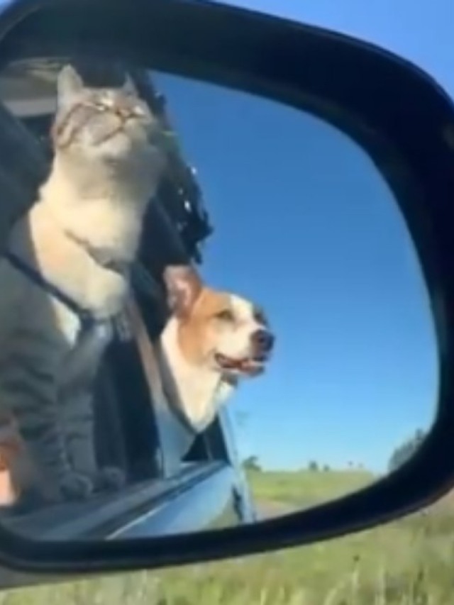 Cão e gato aventureiros compartilham amizade fofa que vai salvar o seu dia