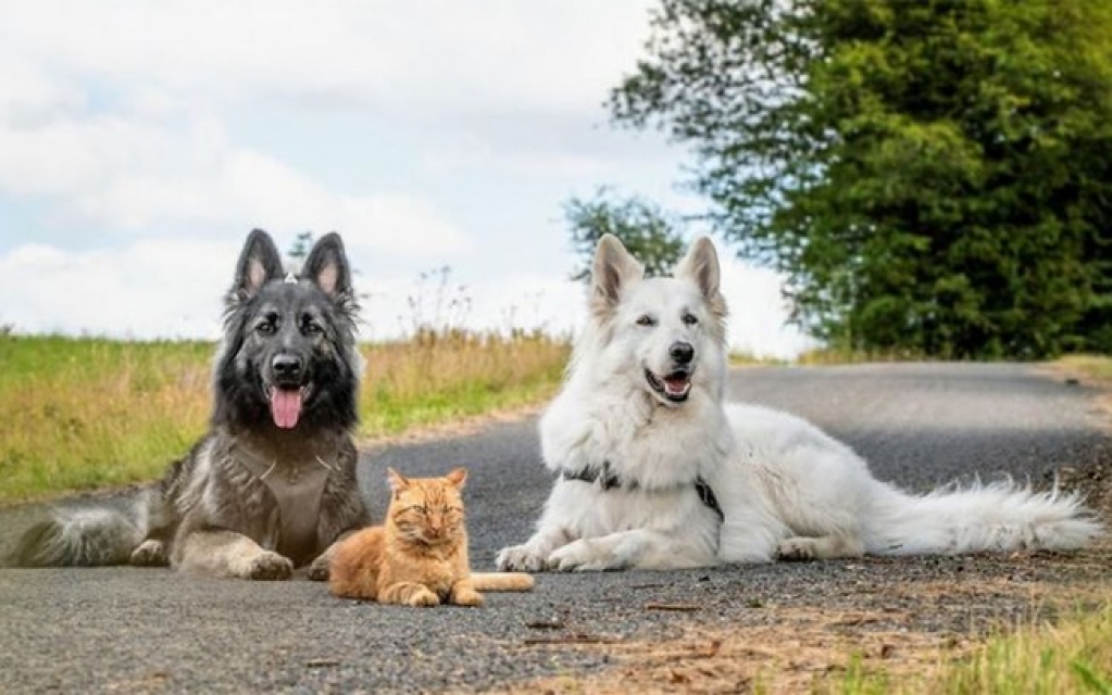 Gatinho é criado por dois cães e pensa que é um cachorro