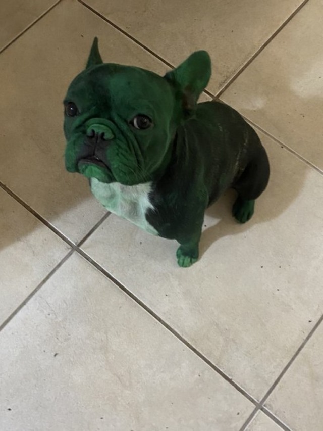 4 vezes que os pets erraram na tintura do ''cabelo'' e o resultado foi hilário