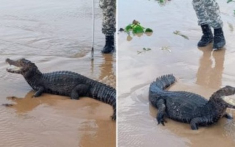 Jacaré de cerca de 2 metros é encontrado em praia de Salvador; assista