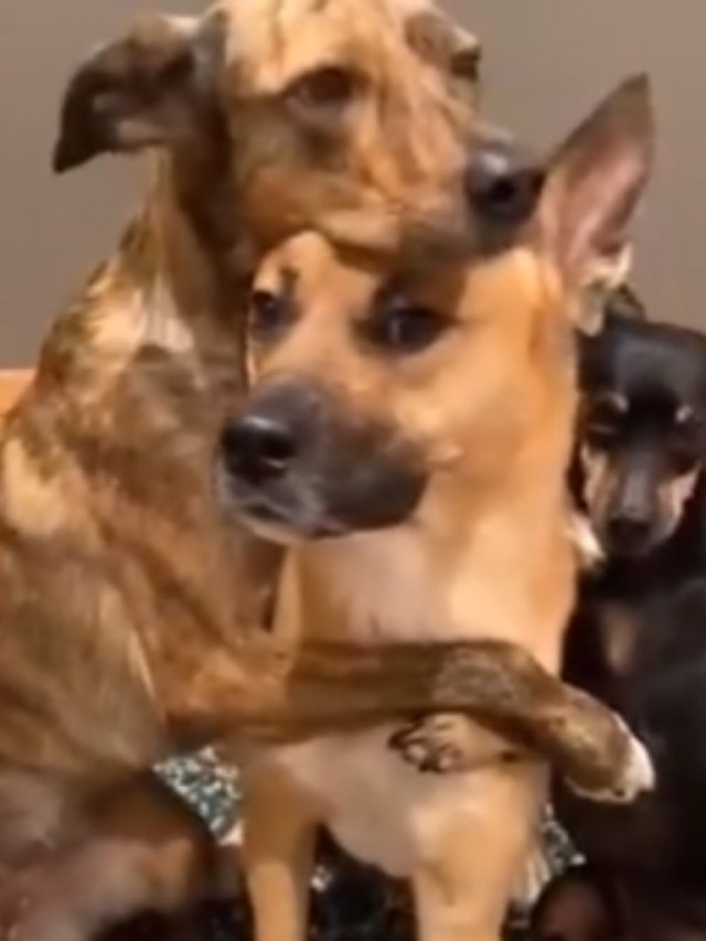 Cães esbanjam fofura ao reproduzir poses encantadoras em vídeo; assista