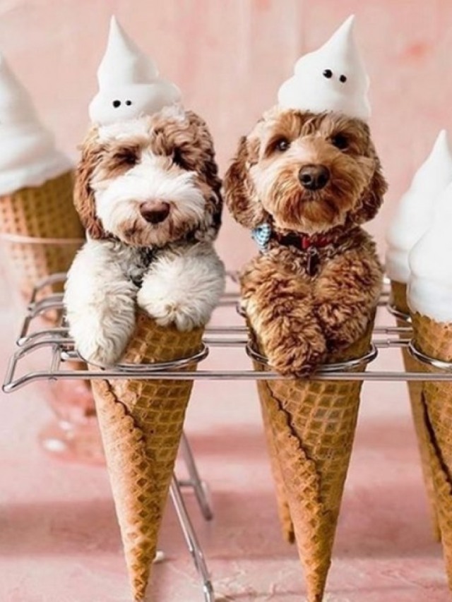 Você já viu um cão sorvete? Esse aqui vai derreter até seu coração