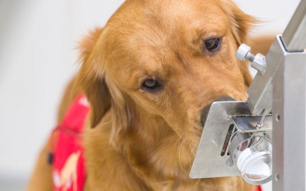 O mecanismo que pode fazer cães detectarem vírus até 5 dias antes dos sintomas