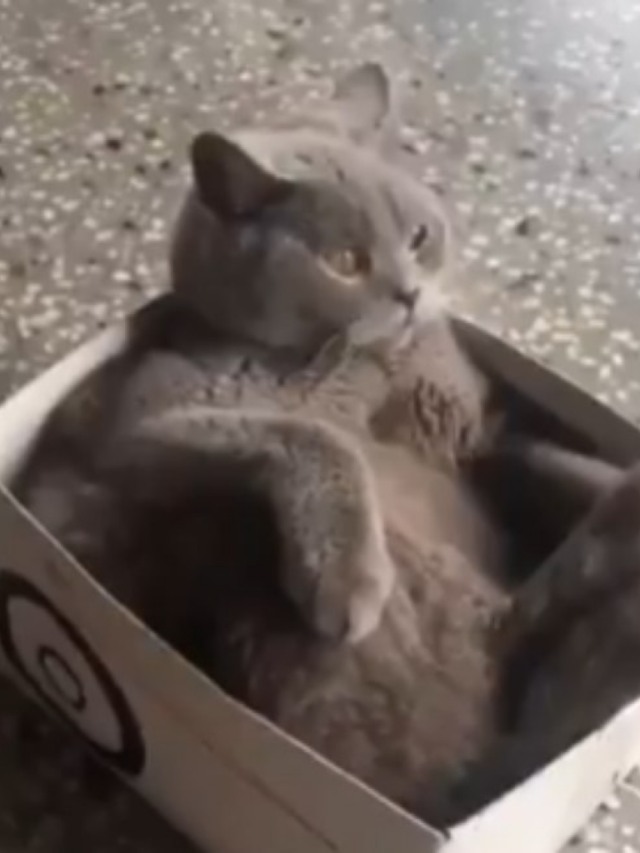 Gatinho prova quem é o pet que manda em vídeo hilário com cão. Assista!