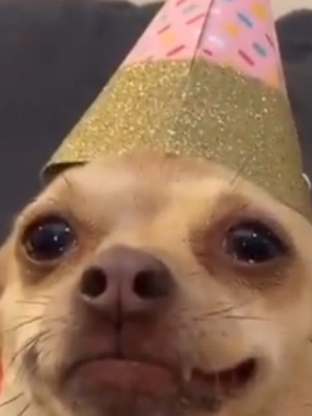 Cadela faz 6 anos e recebe festa: 'esse é o aniversário mais fofo que existe'
