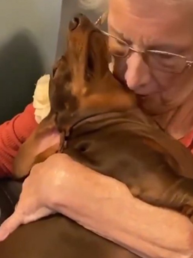 Relação de cãezinhos com vovó é a coisa mais fofa que você vai ver hoje