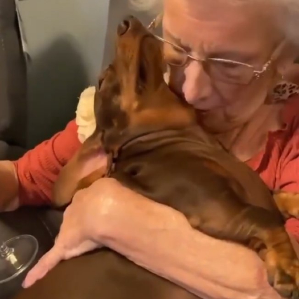 Relação de cãezinhos com vovó é a coisa mais fofa que você vai ver hoje