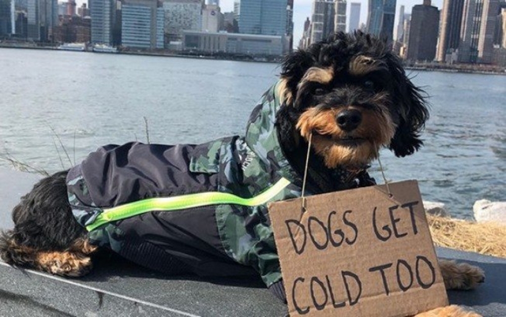 Cão protesta pela rua com bilhetes: veja 5 momentos que vão mudar seu dia