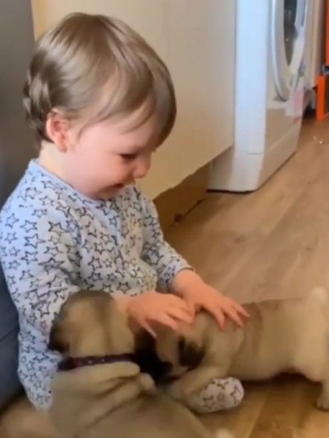 Filhotes de pug e bebê são super amigos e protagonizam vídeo fofíssimo. Assista