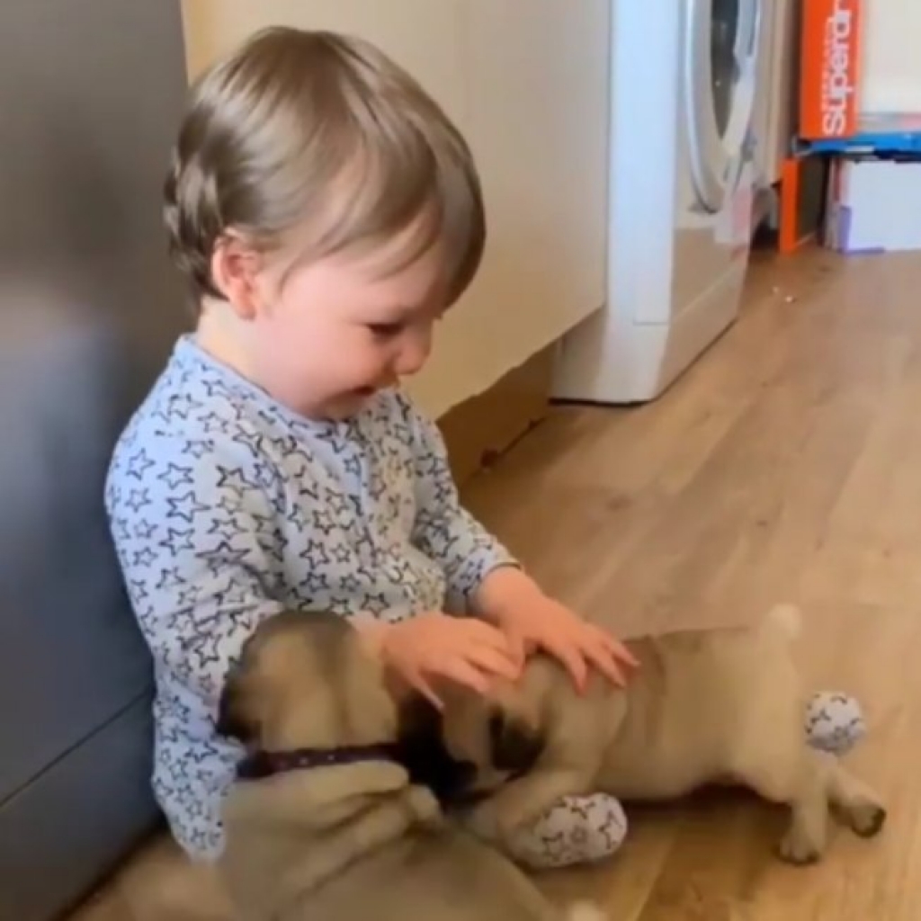 Filhotes de pug e bebê são super amigos e protagonizam vídeo fofíssimo. Assista