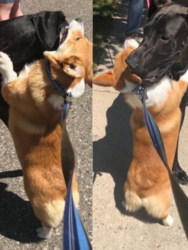 Você vai se derreter com a fofura desse cãozinho abraçando todos os pets na rua