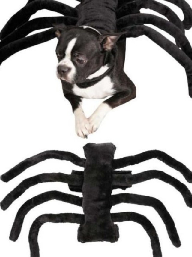 7 ideias de fantasias de Halloween para o seu pet ficar "assustador"