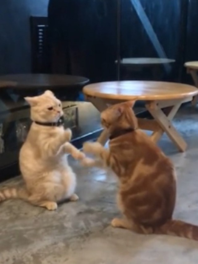 Assista ao vídeo desses gatos brigando na luta mais hilária que você vai ver