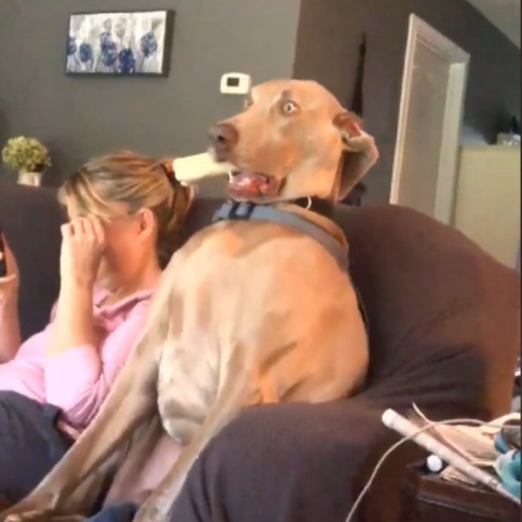 Cão assistindo TV é a coisa mais hilária que você vai ver hoje