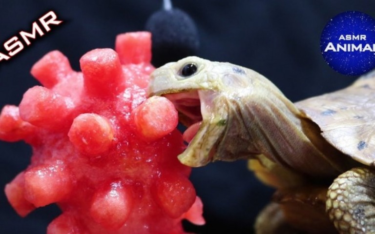 Animais e ASMR? Conheça a página que mistura os dois