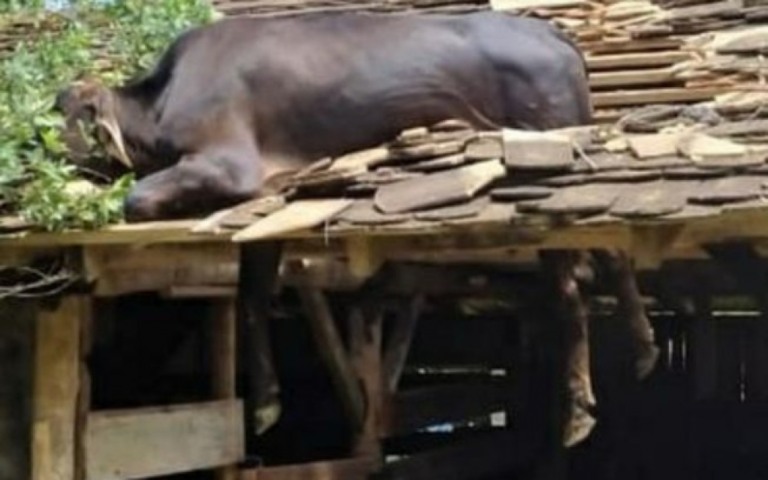Vaca fica presa em telhado e é salva por bombeiros em Santa Catarina