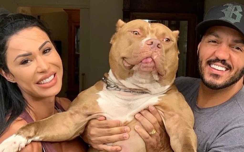 Fofo, mimado e hilário: conheça Thor, "bebê" pitbull de Gracyanne e Belo